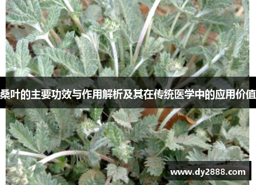 桑叶的主要功效与作用解析及其在传统医学中的应用价值