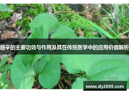 细辛的主要功效与作用及其在传统医学中的应用价值解析