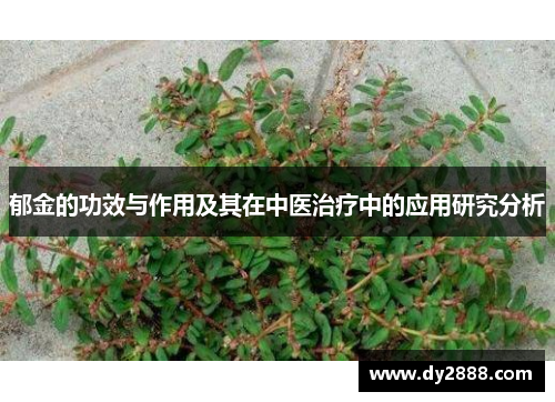 郁金的功效与作用及其在中医治疗中的应用研究分析